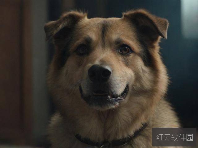 狗咬狗电影,暴力美学的背后,藏着怎样的人性寓言?