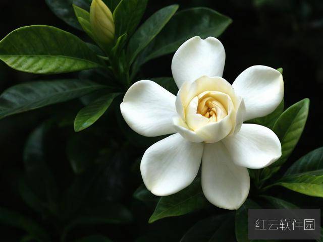 盛夏栀子，记忆中的温度与边界